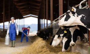 02_02.10_NTQ2MTMyMTA0MzQ5NzE2M5a8E9jG1oVr2OQCJ4tl-tnE_zCNeFMh5pPuXMVYrZL4cHckdD5hHXymgUIQnrToBefH7zC0My-Sfr5-TCmNlZgd88Ve7UhvqS-XYf8XVhyw4DTQv_yI9lIBj56rM1jAdPvmCx3_UPKzRA_JLOmBZ9E-300×182